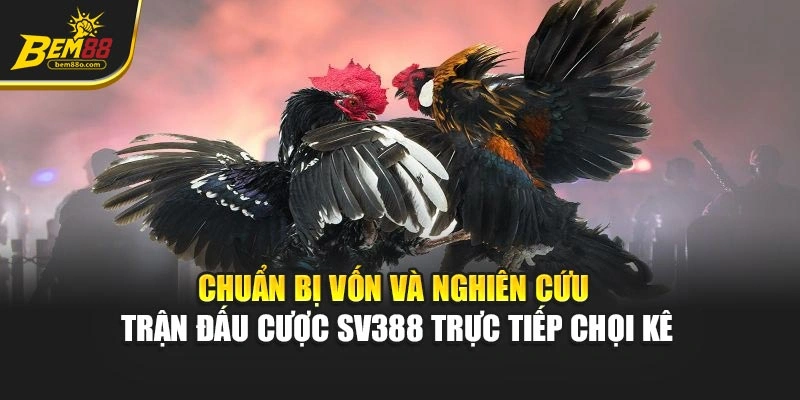 Chuẩn bị vốn và nghiên cứu trận đấu cược sv388 trực tiếp chọi kê