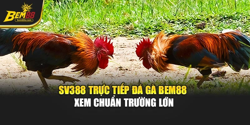 Sv388 Trực Tiếp Đá Gà - Bem88 Xem Chuẩn Trường Lớn